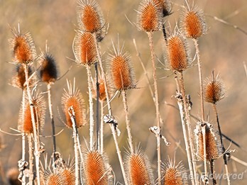 Winter seedheads