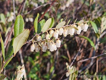 Branch with flowers