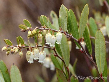 Plant in flower