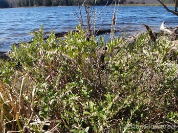 Plant form and habitat