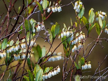 Plants in flower