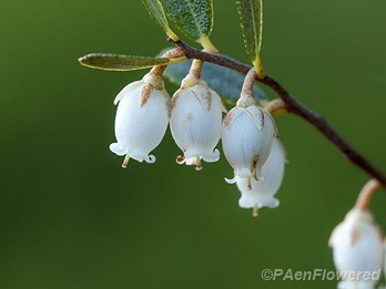 Flowers with leaves