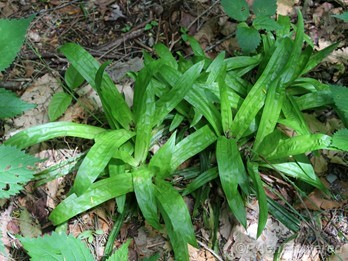 Basal leaves