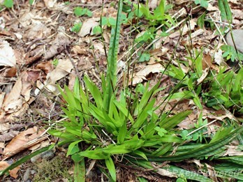 Plant with basal leaves and fertile shoots
