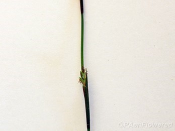 Culm with male and female spikelets