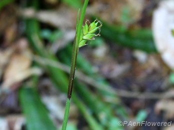 Female spikelet emergent from purple bract