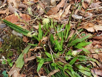 Young plant with male spikelets in flower