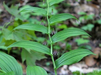 Plant in flower
