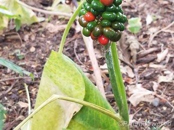 Fruit colors