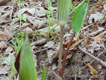 Jack-in-the-pulpit