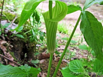 Spadix