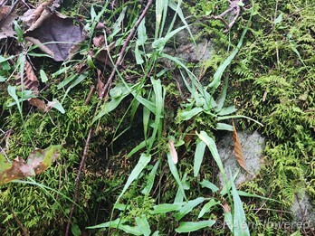 Fern colony