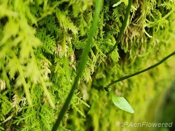 New plantlet at the rooted frond tip
