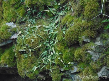 Limestone/moss habitat