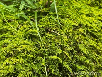 Tapering frond tips