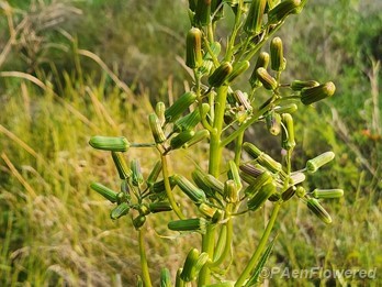 Plant in flower