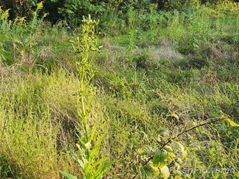 Whole plant
