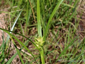 Plant with spikelets