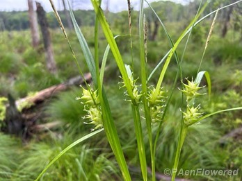 Plants with spikelets