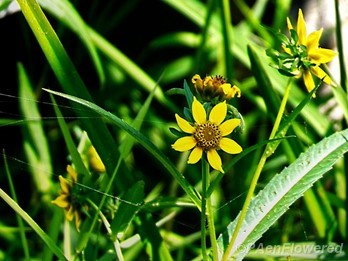 Plant in flower