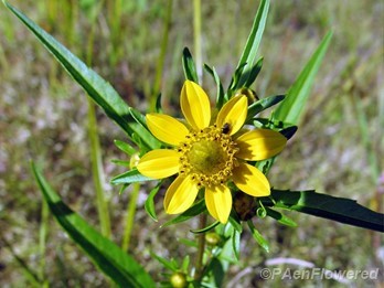 Flower & leaves