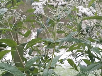 Inflorescences and leaves