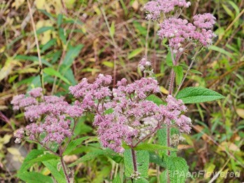 Pink variety in flower