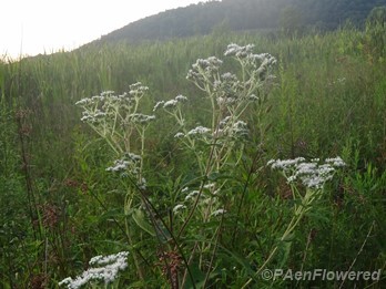 Plant form and habitat