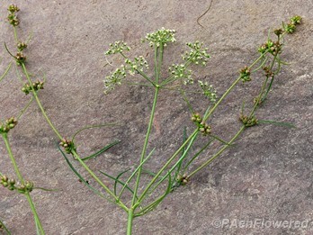 Plant with flowers and bulbils