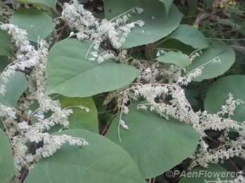 Japanese knotweed