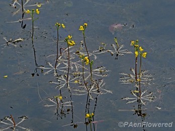 Plants in flower