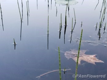 Water horsetail