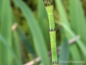 Reproductive stem without branches
