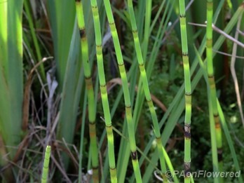 Vegetative stems without branches