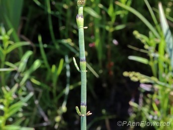 Reproductive stem with emerging branches