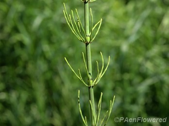 Vegetative stem with branches