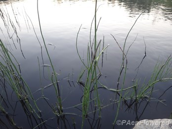 Plant form & habitat