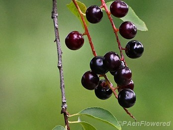 Plant in fruit