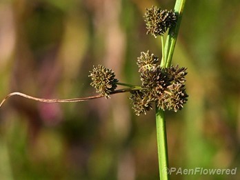 Spikelets in fruit