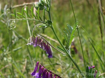 Hairy vetch
