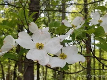Florida dogwood