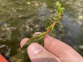 Plant form