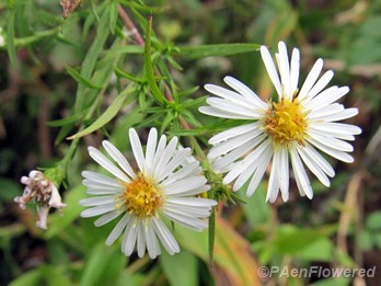 Small white American aster