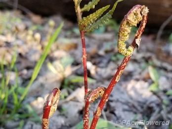 Emerging frond
