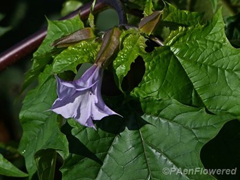 Purple flower form