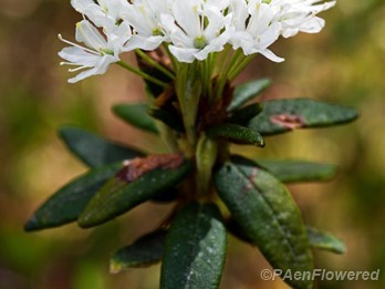 Bog Labrador Tea
