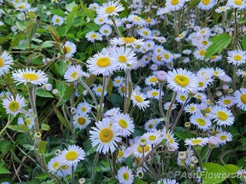 Plants in flower