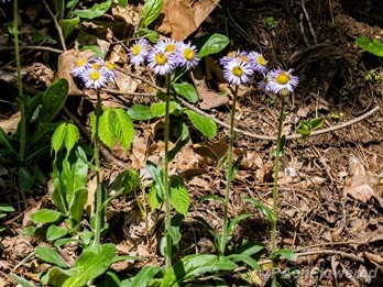 Plants in flower