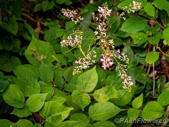 Plant in flower
