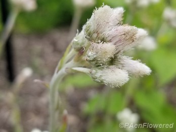 Plantain-leaved pussytoes